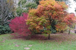Autumn Colors