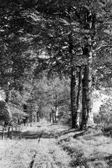 Dromahair, Ireland on Tuesday 14 Oct 1958 - J.J. Smith [044715]