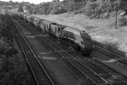 BR(E) A4 class 60032 'Gannet' at Greenwood, Greater London with the "Flying Scotsman" Edinburgh - London (King's Cross) on Saturday 09 Jul 1949 - J.H.W. Kent [152839]